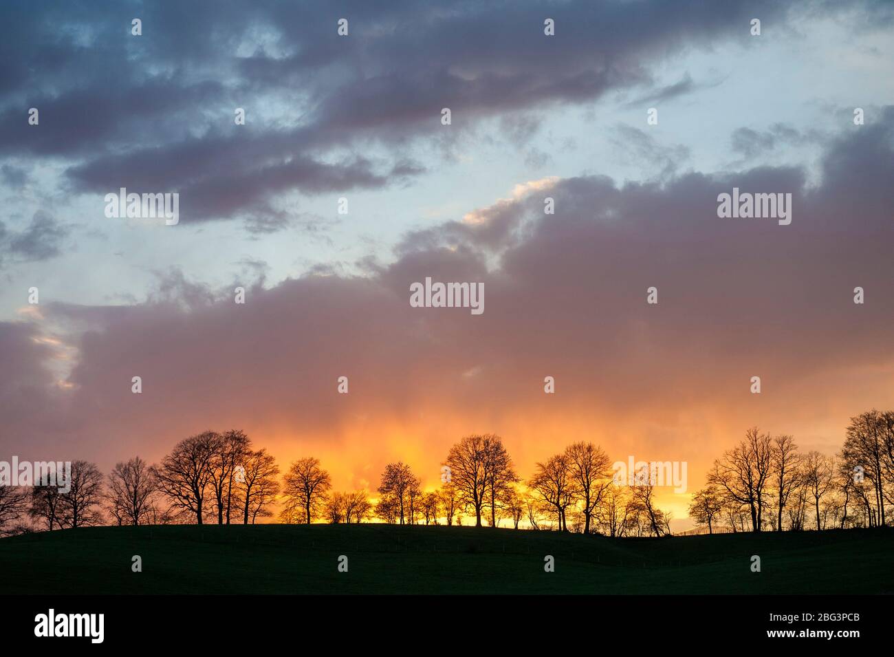 Bavarian Landscape with Line of Trees Stock Photo