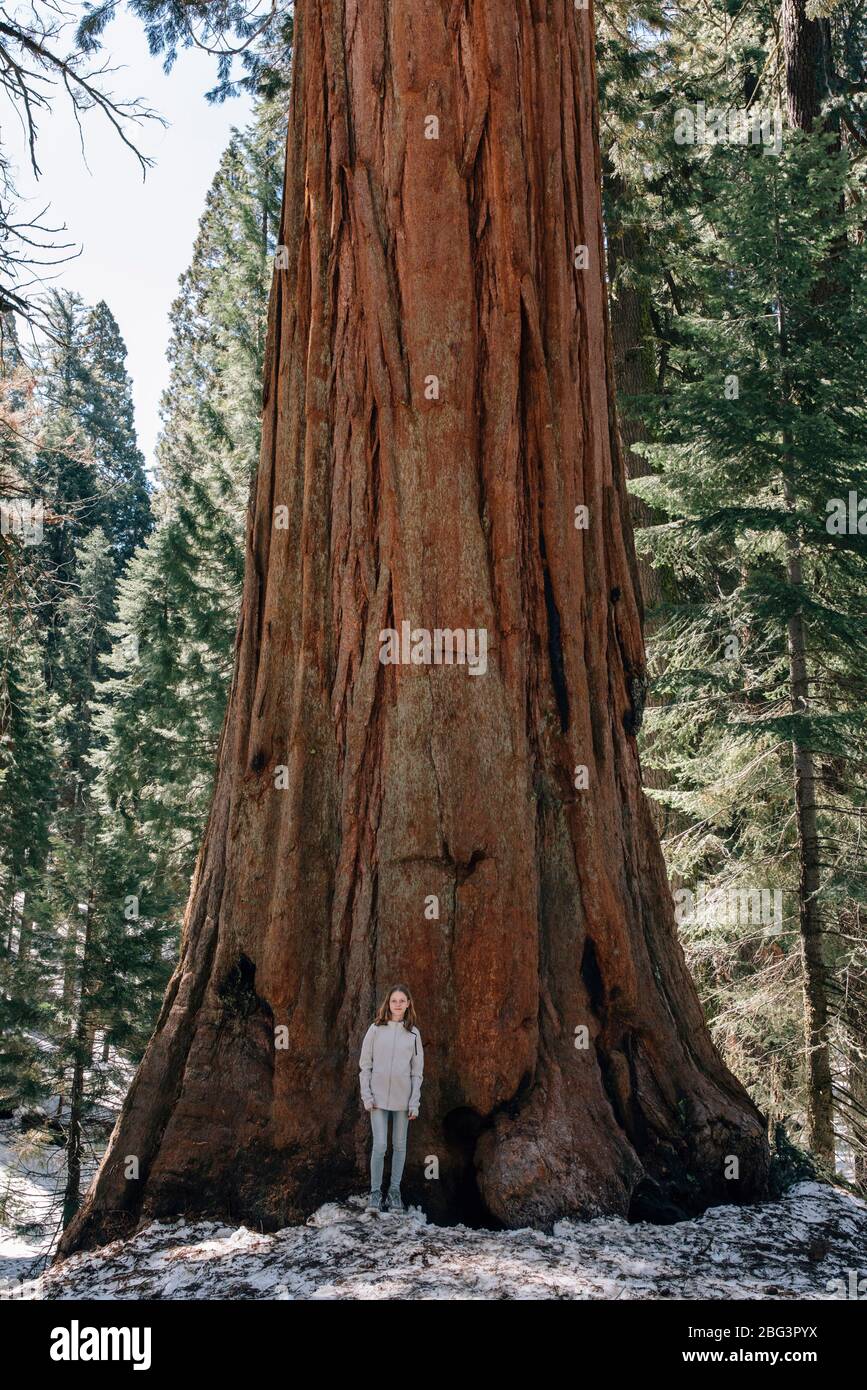 Girl standing in front of a Sequoia tree, Sequoia National Park, California, USA Stock Photo