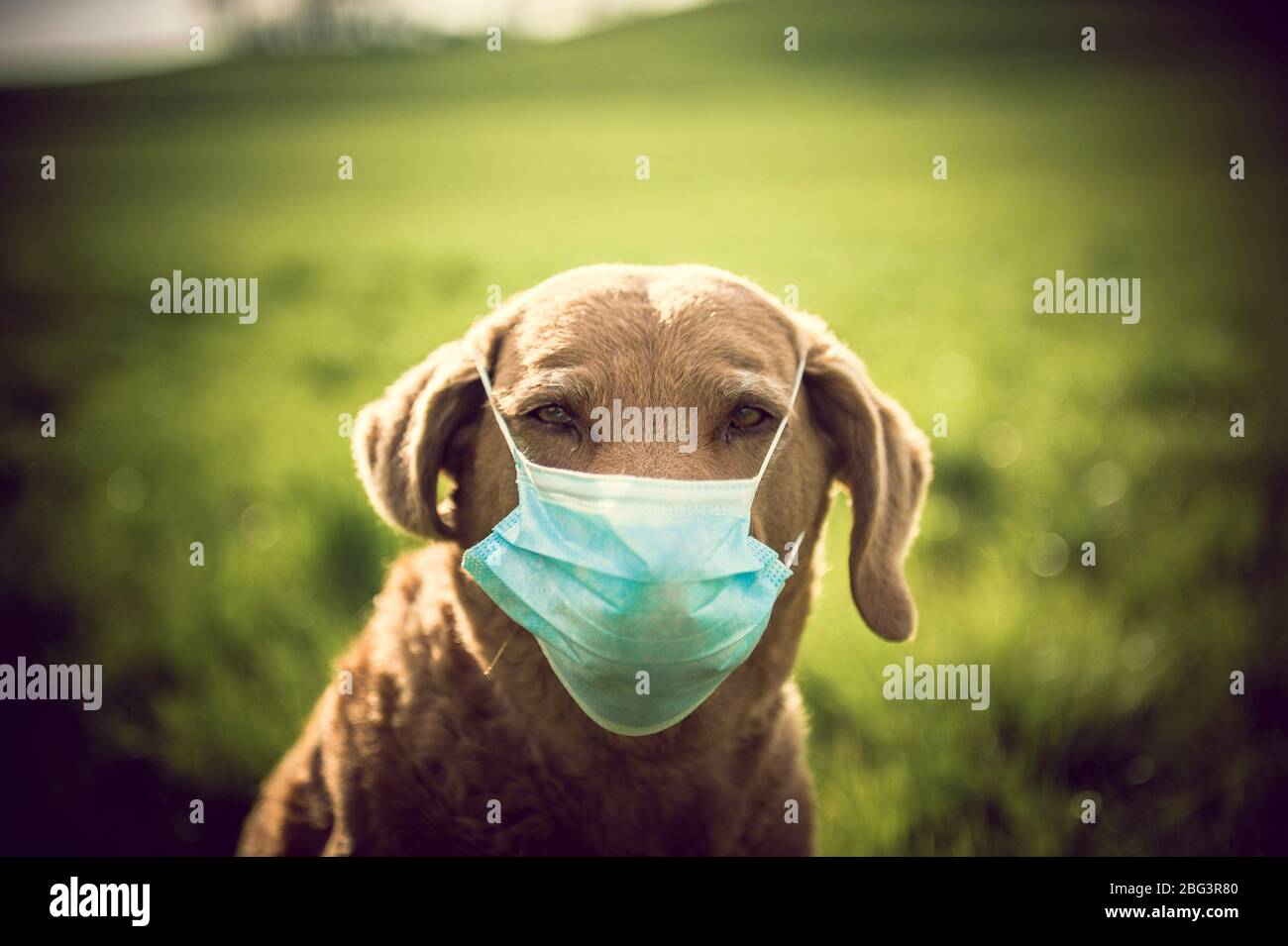 Dog with Face Mask Stock Photo Alamy
