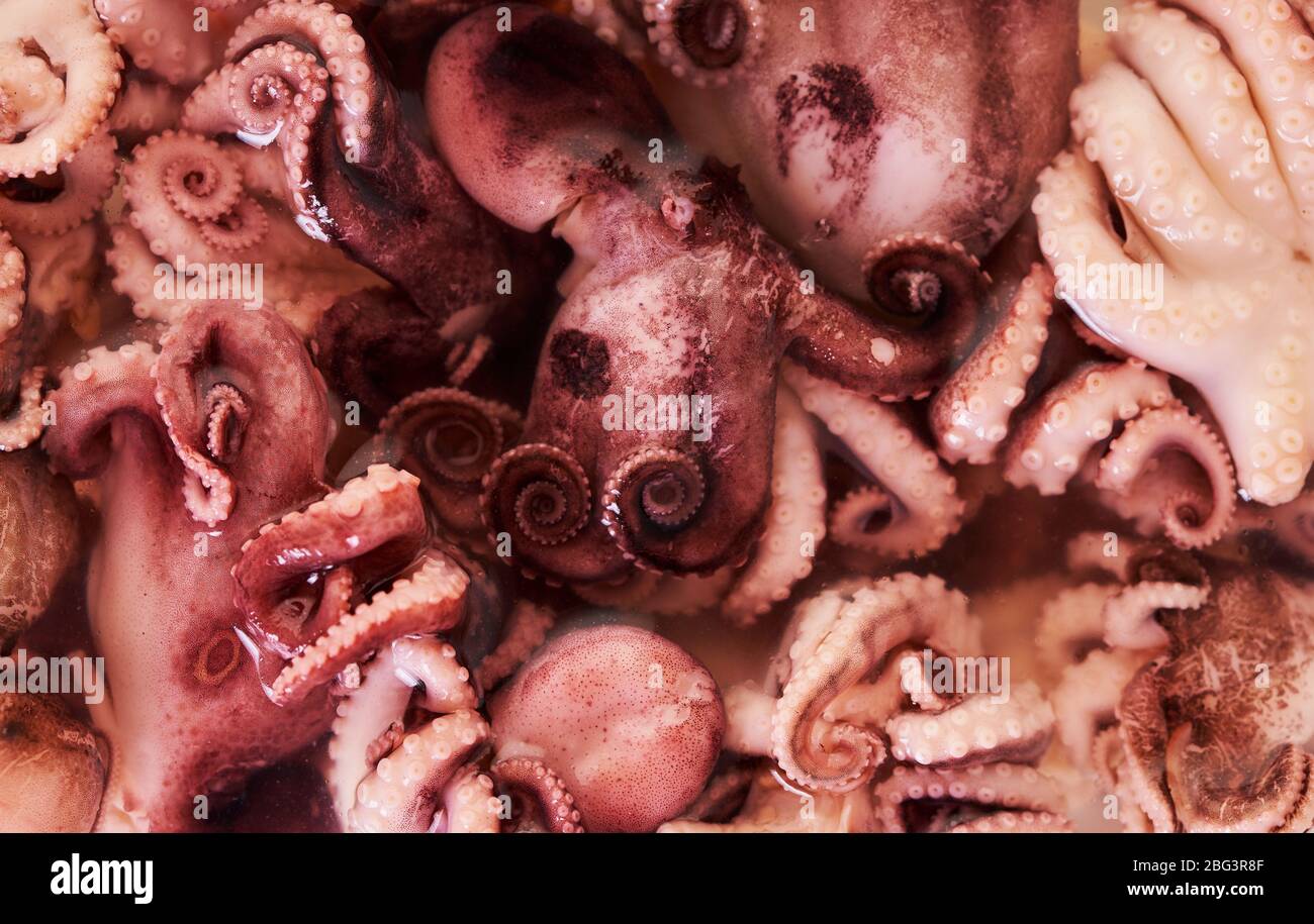 food background from baby octopus texture closeup Stock Photo