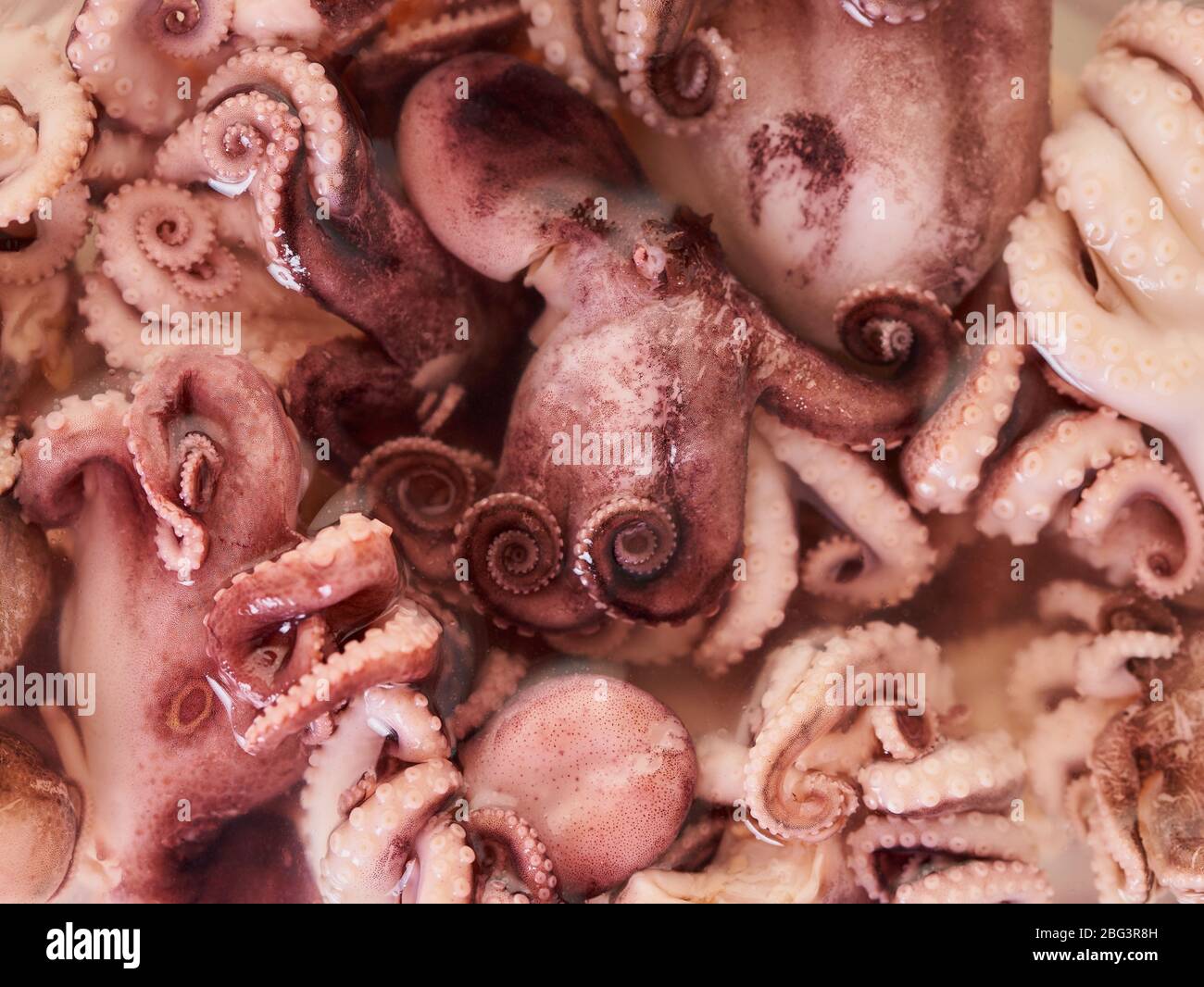 food background from baby octopus texture closeup Stock Photo