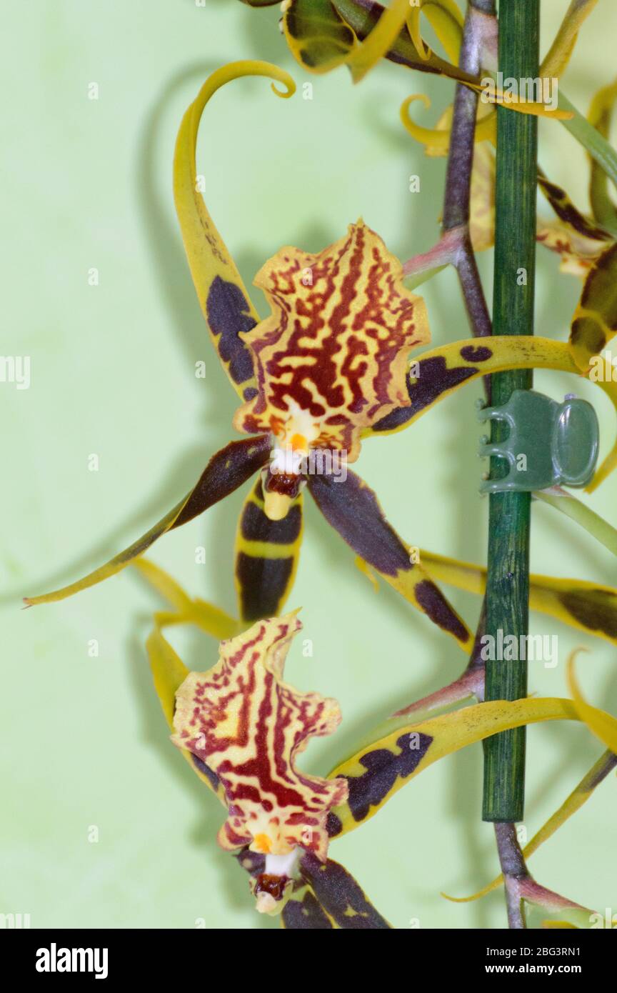 Orchid flower Odontoglossum Luteopurpureum Lindl. May 12, 2019. Madrid Spain. Botanical Biology Nature Photography. Stock Photo