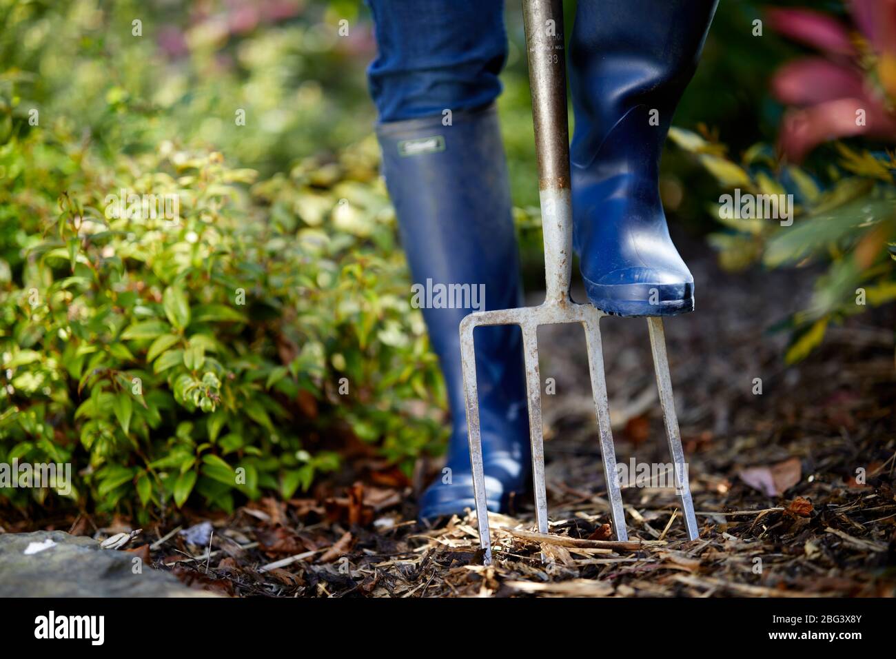 Woman gardening Stock Photo