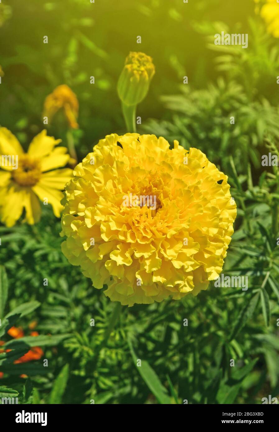 Marigold in the garden. Marigolds flower with sun light. Yellow