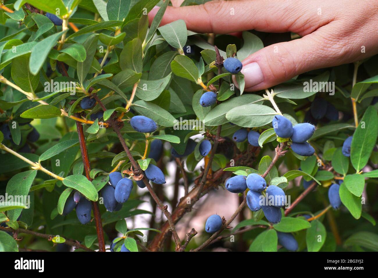 Fruit presentation. Abundantly fruiting Kamchatka berry (Lonicera caerulea)  bush Stock Photo - Alamy