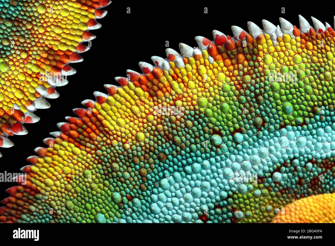 Close-up of a panther chameleon skin, Indonesia Stock Photo