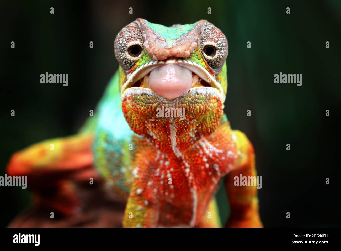 Panther chameleon ready to strike, Indonesia Stock Photo
