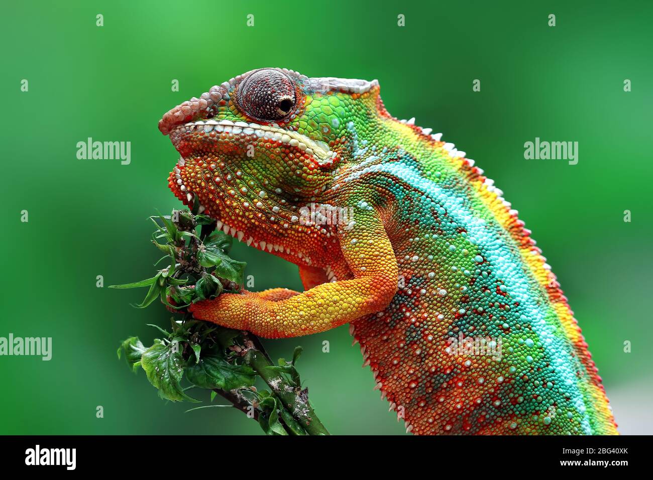 Panther chameleon on a plant, Indonesia Stock Photo