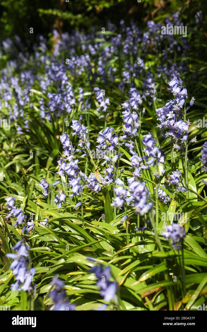 Vertical picture of the Bluebell flowers (Hyacinthoides non-scripta) in springtime, focus on foreground Stock Photo