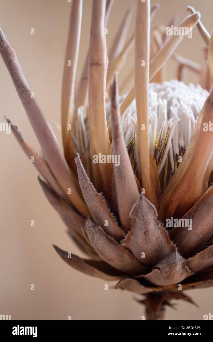 Side view of the national flower of South Africa, the Protea Stock Photo