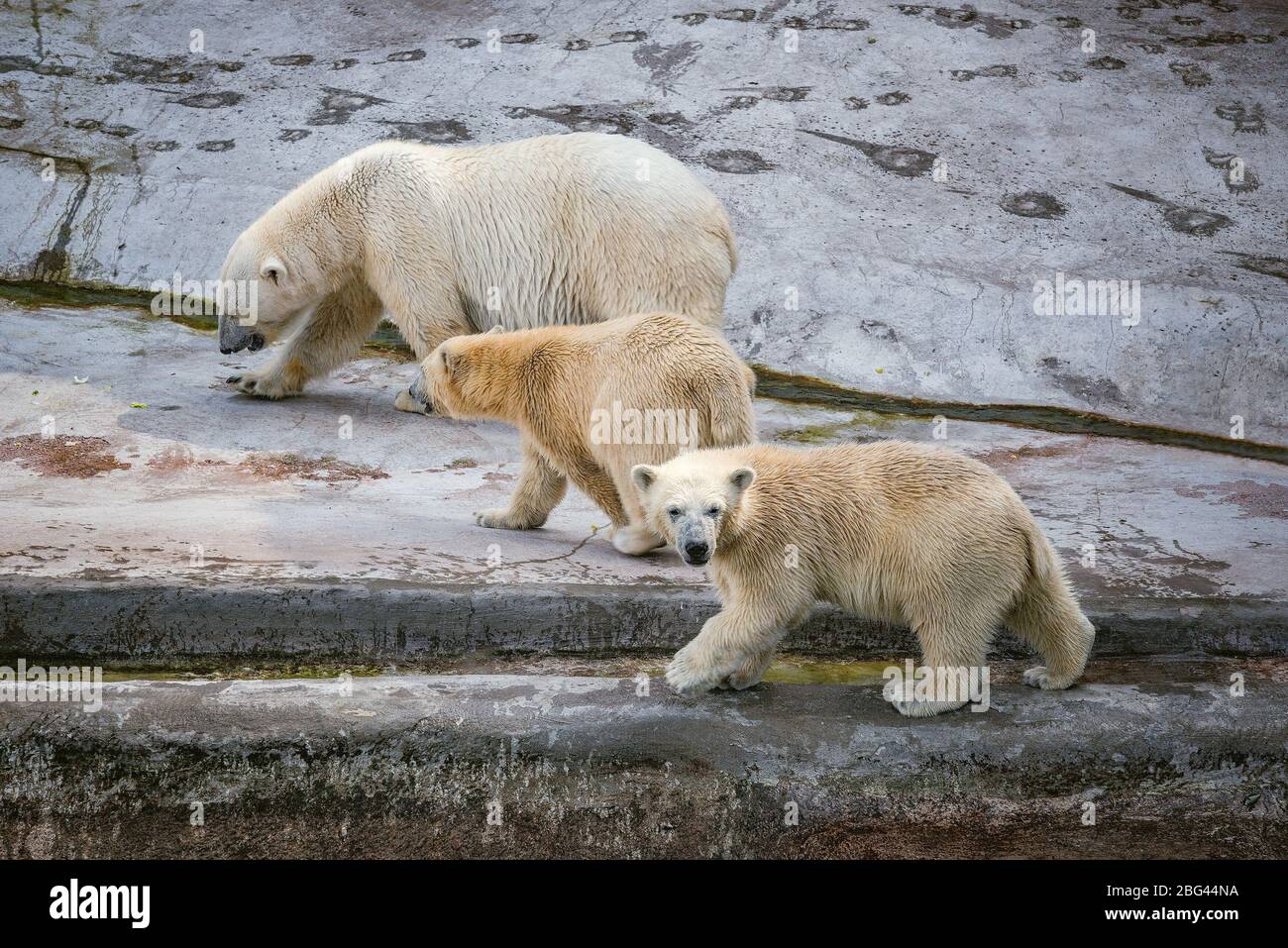 Polar bears family hi-res stock photography and images - Alamy