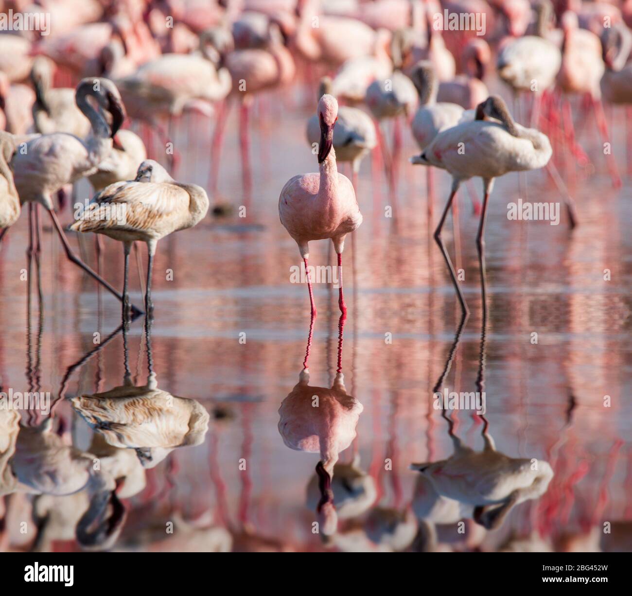 Colony of flamingoes in lake Nakuru, Kenya Stock Photo - Alamy