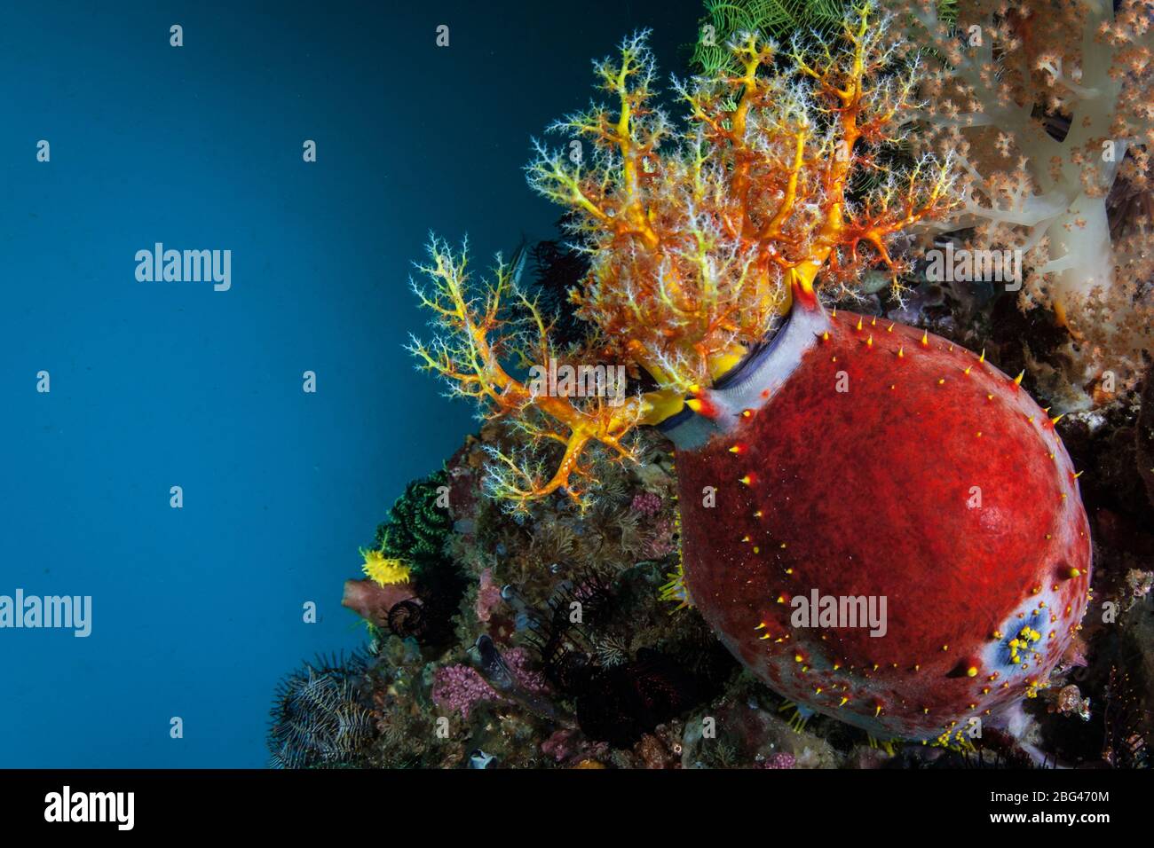 A colorful Sea apple, Pseudocolochirus violaceus, uses its tentacles to catch plankton in the currents of Komodo National Park in Indonesia. Stock Photo