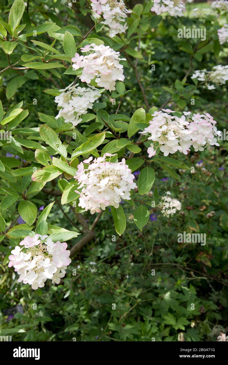 hydrangea paniculata unique Stock Photo