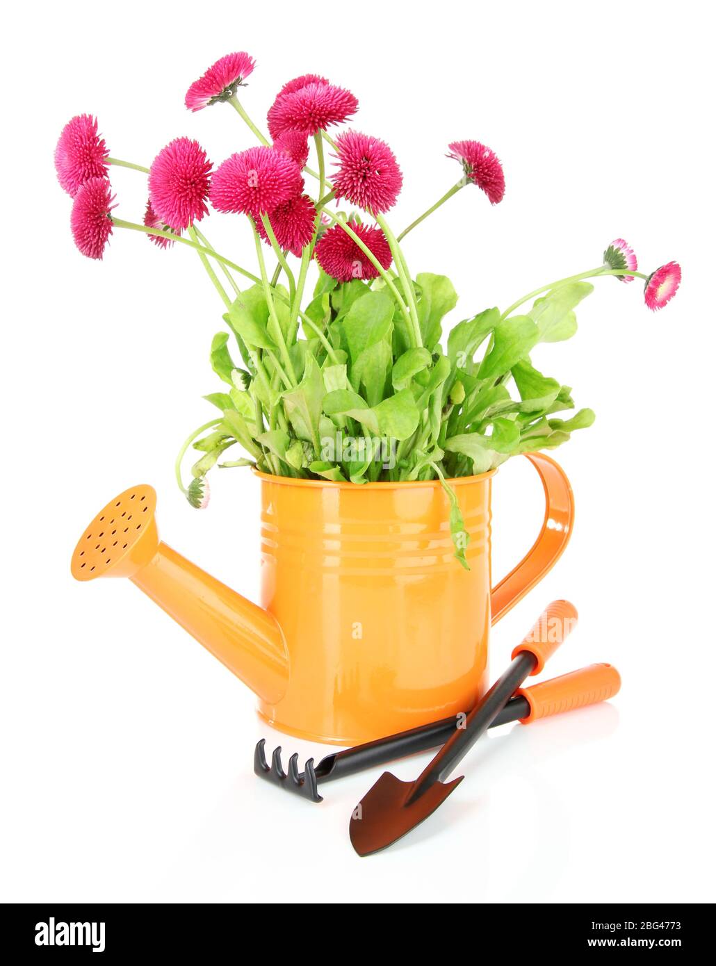 Daisy flowers isolated on white Stock Photo - Alamy