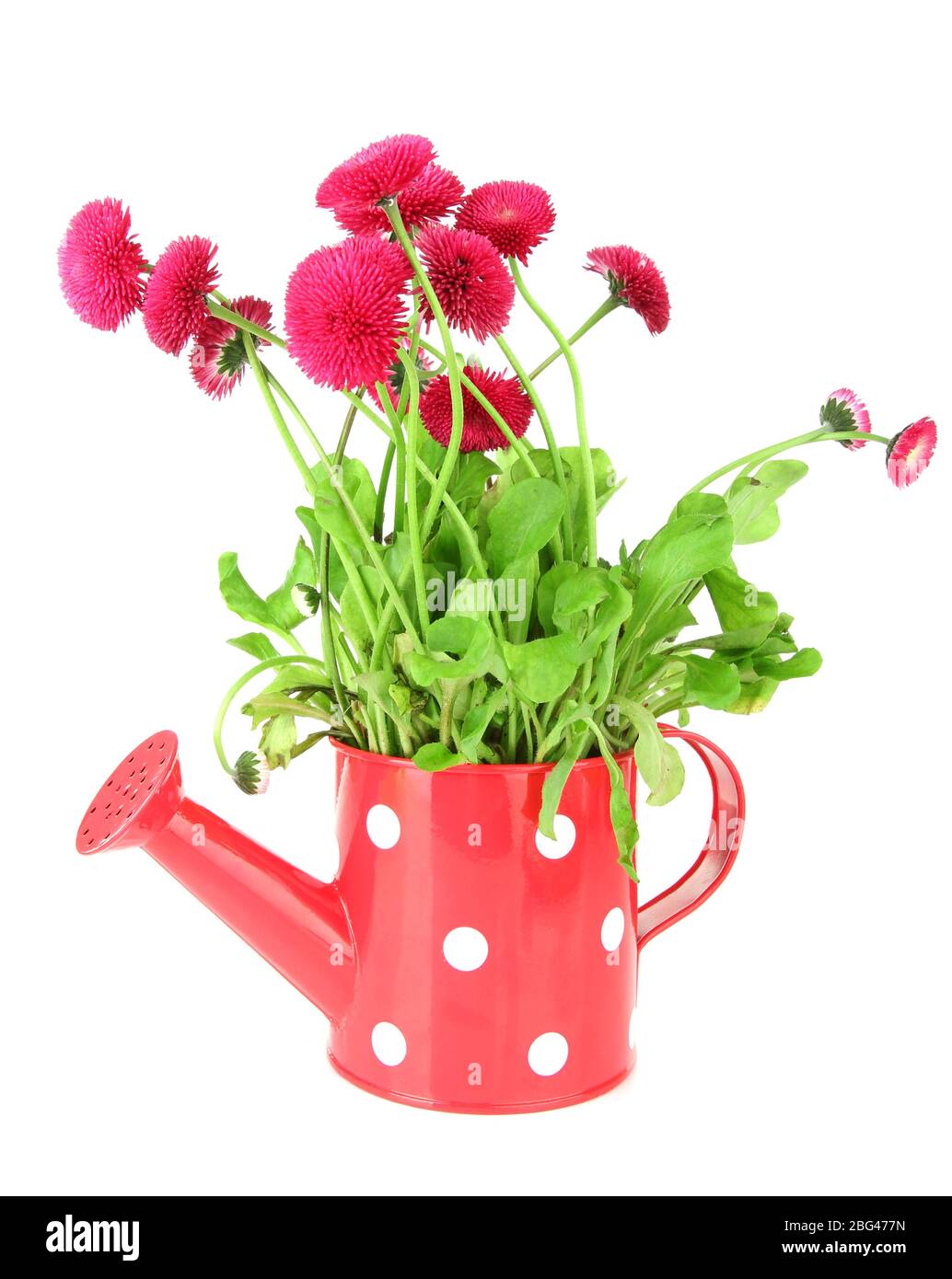 Daisy flowers isolated on white Stock Photo - Alamy