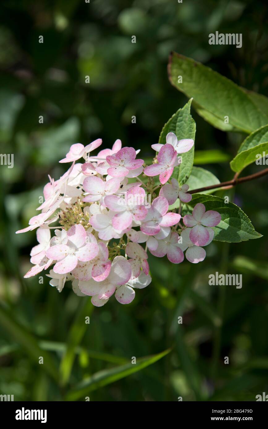 hydrangea paniculata unique Stock Photo