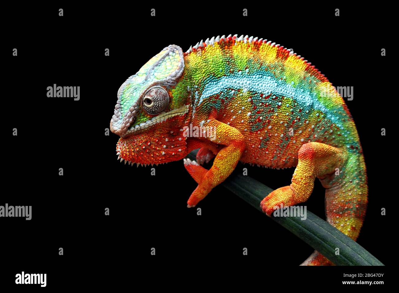 Portrait of a panther chameleon on a branch, Indonesia Stock Photo