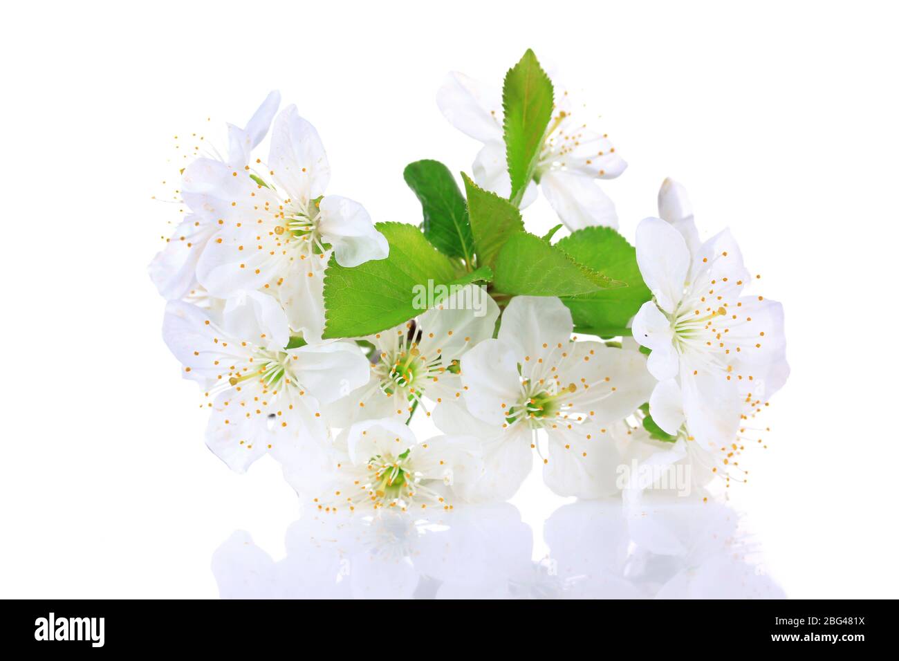 Beautiful cherry blossom isolated on white Stock Photo - Alamy