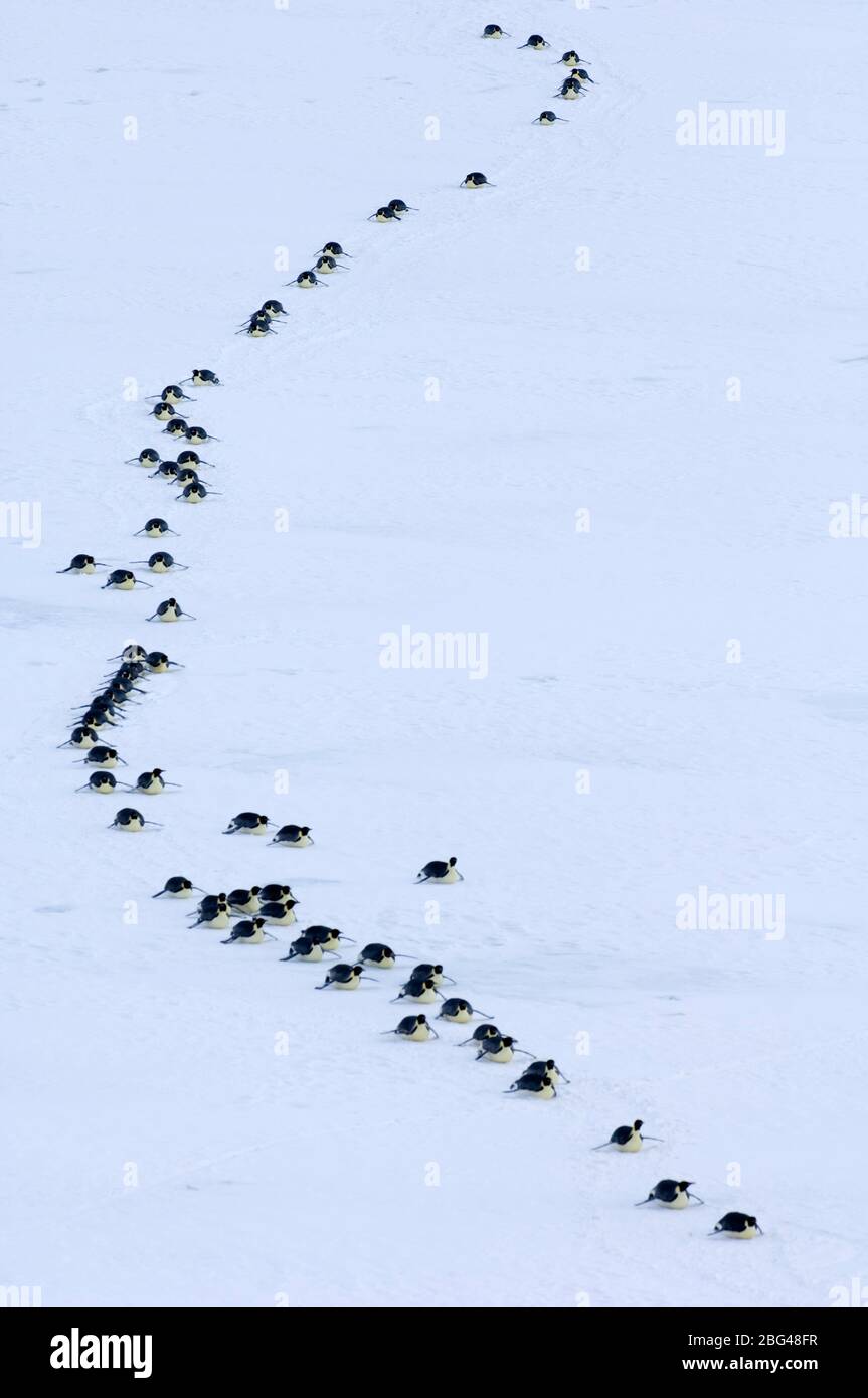 Emperor Penguins, Aptenodytes forsteri, adults returning to colony across sea ice of the Weddell Sea, Antarctic Stock Photo