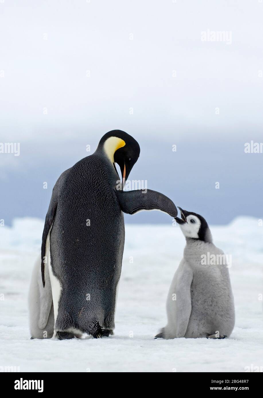 Emperor Penguin Aptenodytes forsteri with chick Snow Hill Island Weddell Sea Antarctica November Stock Photo