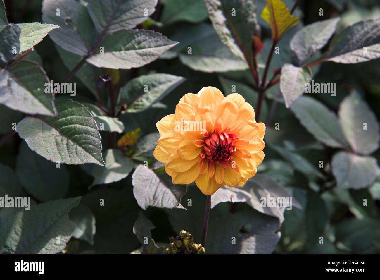 Dahlia David Howard Stock Photo - Alamy