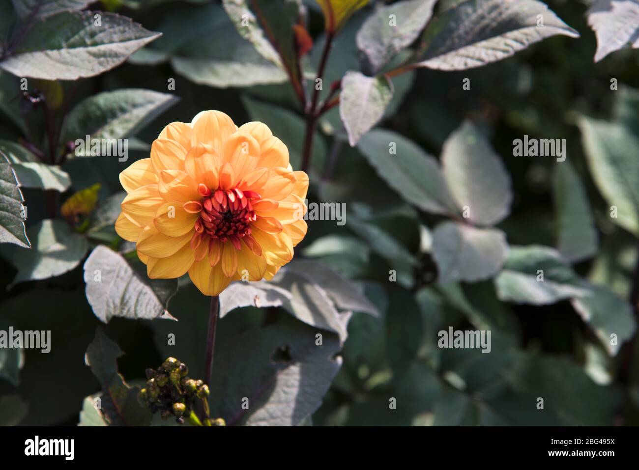 Dahlia David Howard Stock Photo - Alamy