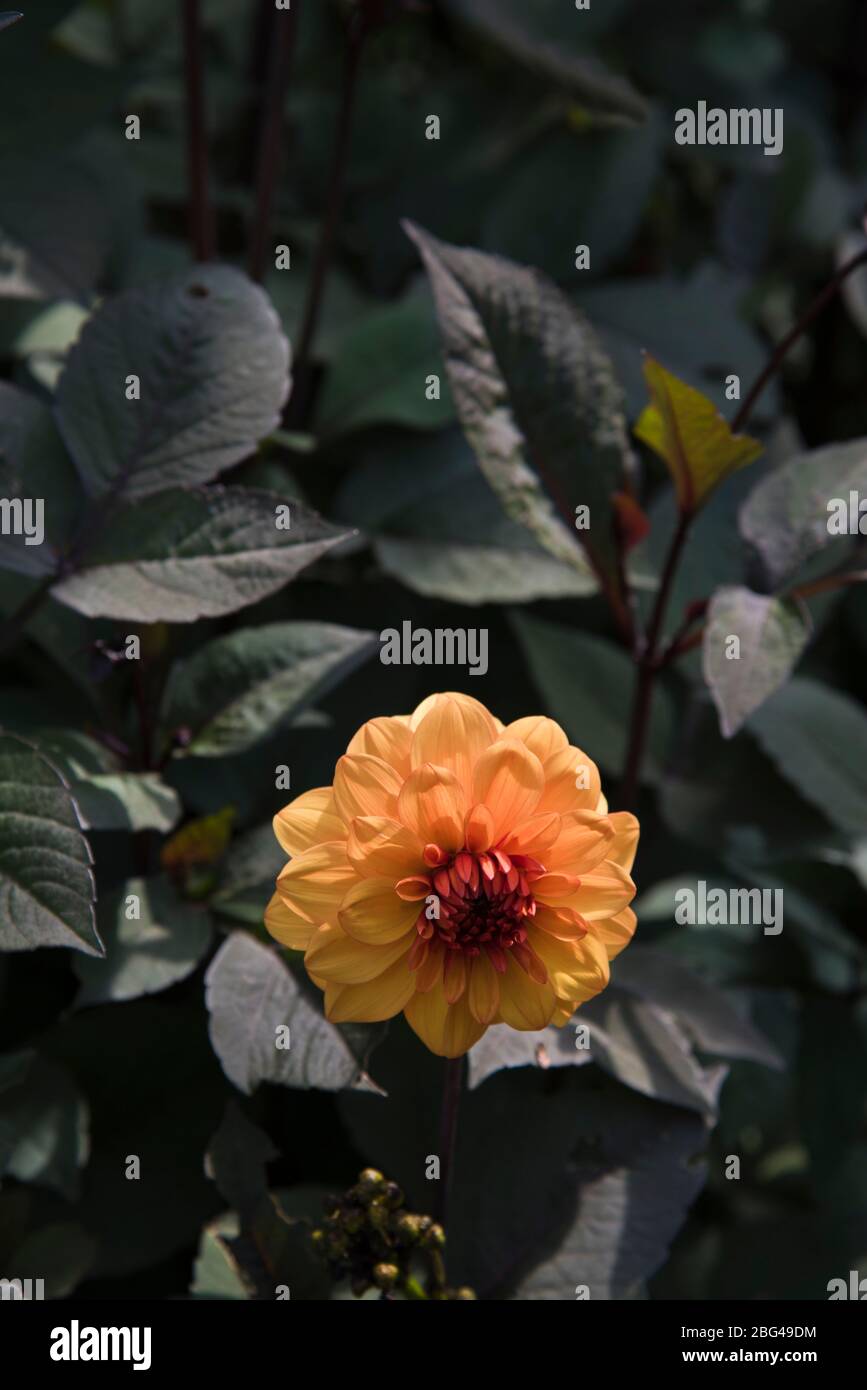 Dahlia David Howard Stock Photo - Alamy