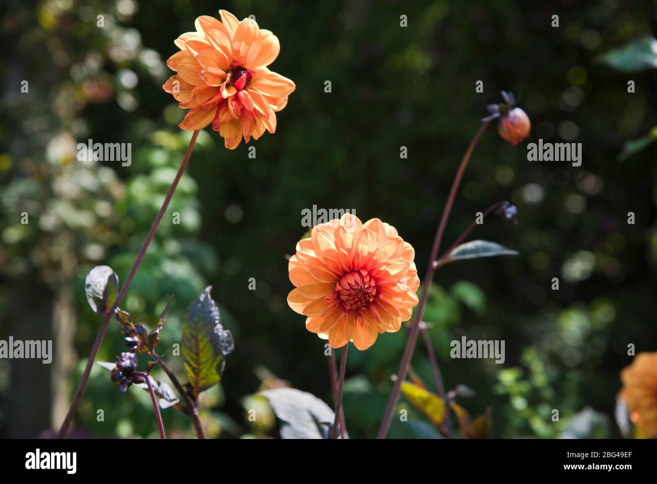 Dahlia David Howard Stock Photo - Alamy