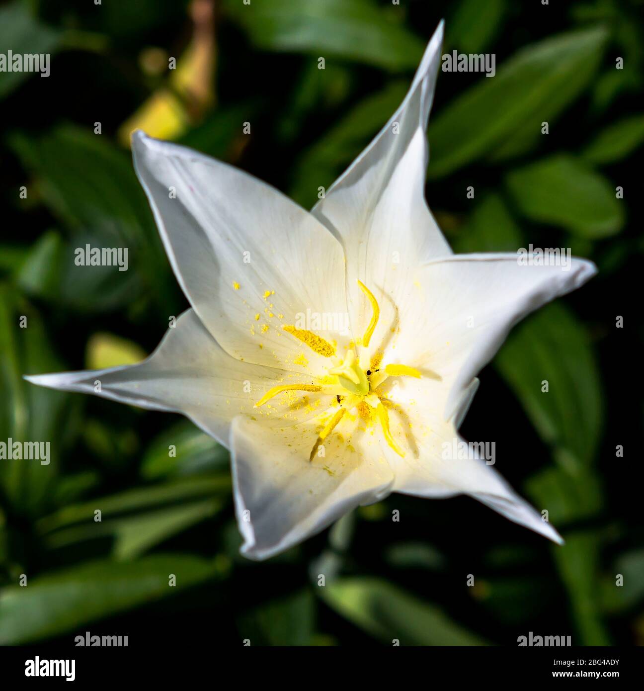 White tulip and yellow stamen Stock Photo