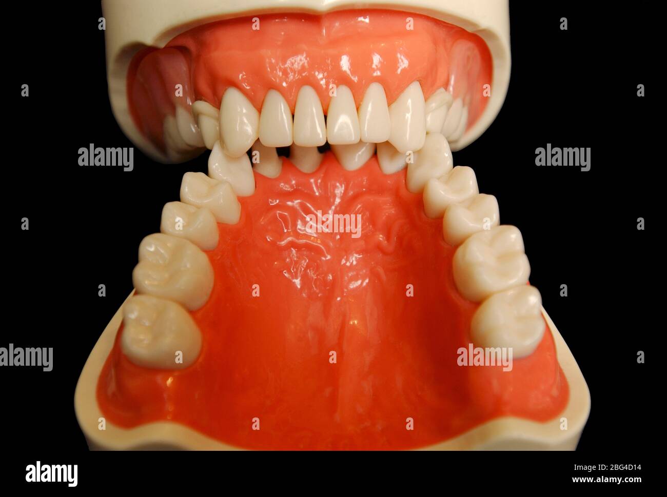A set of dentures. Dentures or false teeth are made from an acrylic base on  which acrylic or ceramic teeth are mounted. Dentures are custom made per i  Stock Photo - Alamy
