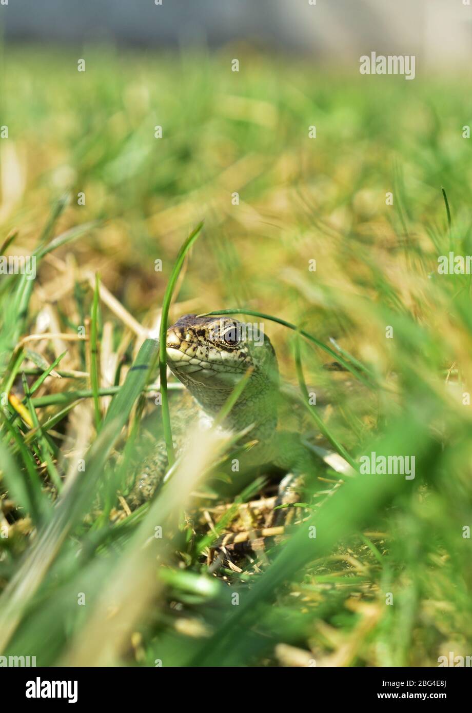 Sand lizard Lacerta agilis up close in the grass, vertical Stock Photo