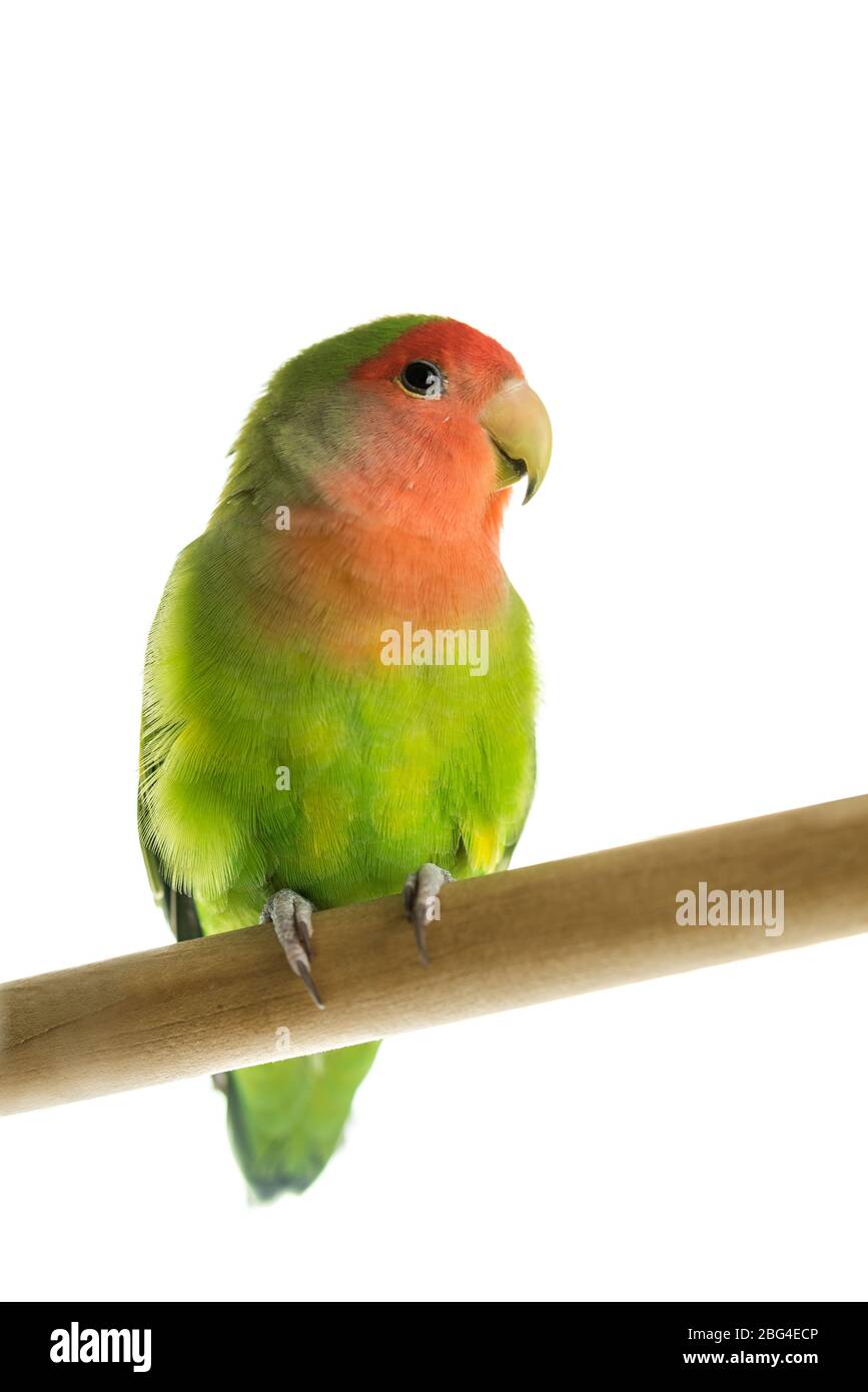 Beautiful little rosy faced lovebird perched on a wooden rod facing the  camera with its head turned to the right, isolated on white with copyspace  Stock Photo - Alamy