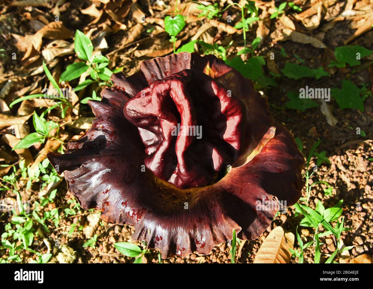 Elephant foot yam flower hires stock photography and images Alamy