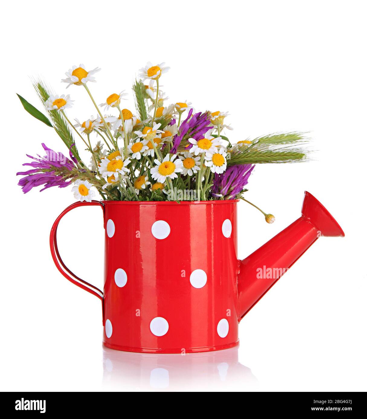 Beautiful wild flowers in watering can, isolated on white Stock Photo ...