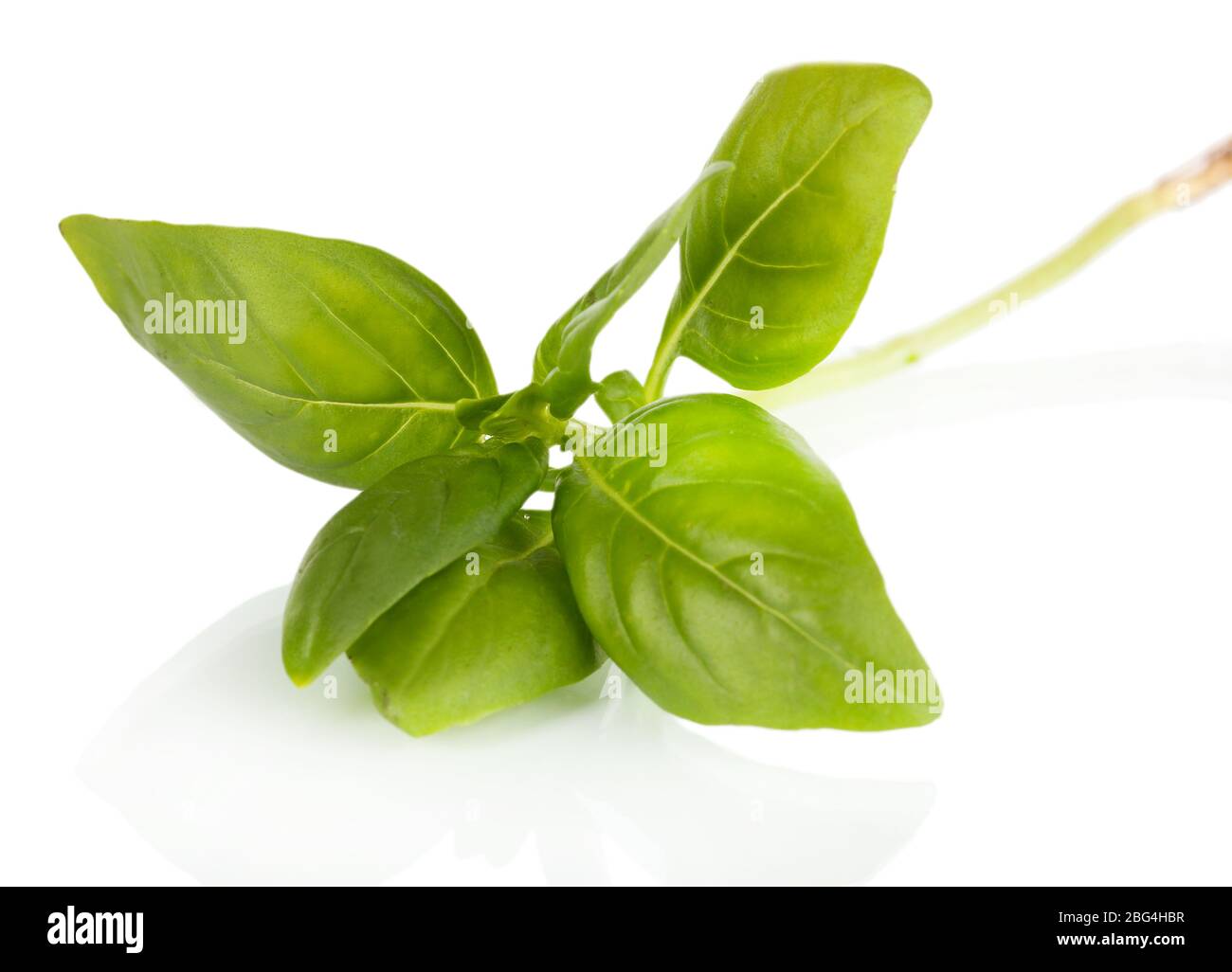 Green fresh basil isolated on white Stock Photo - Alamy