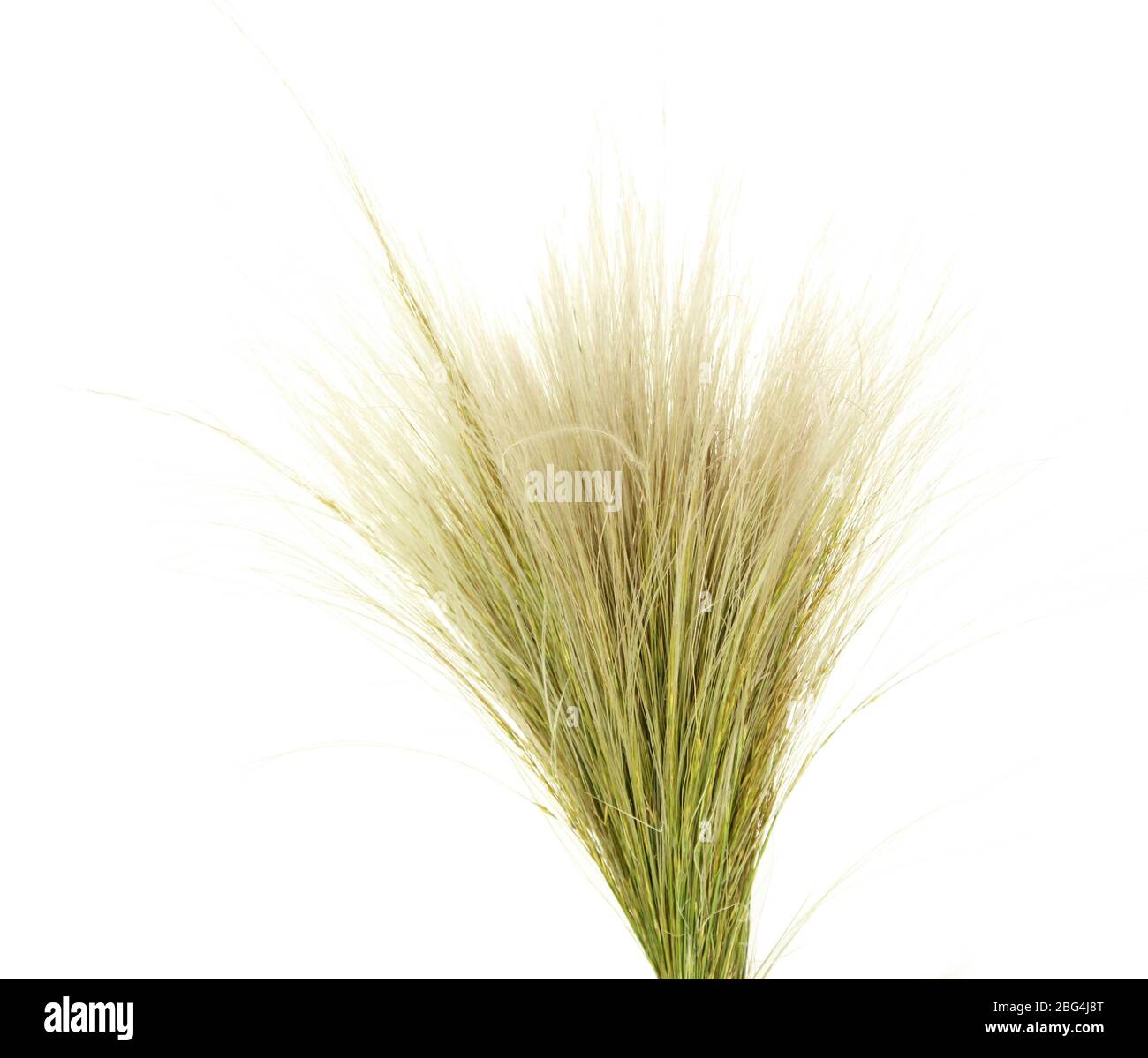 Feather Grass or Needle Grass, Nassella tenuissima isolated on white Stock Photo