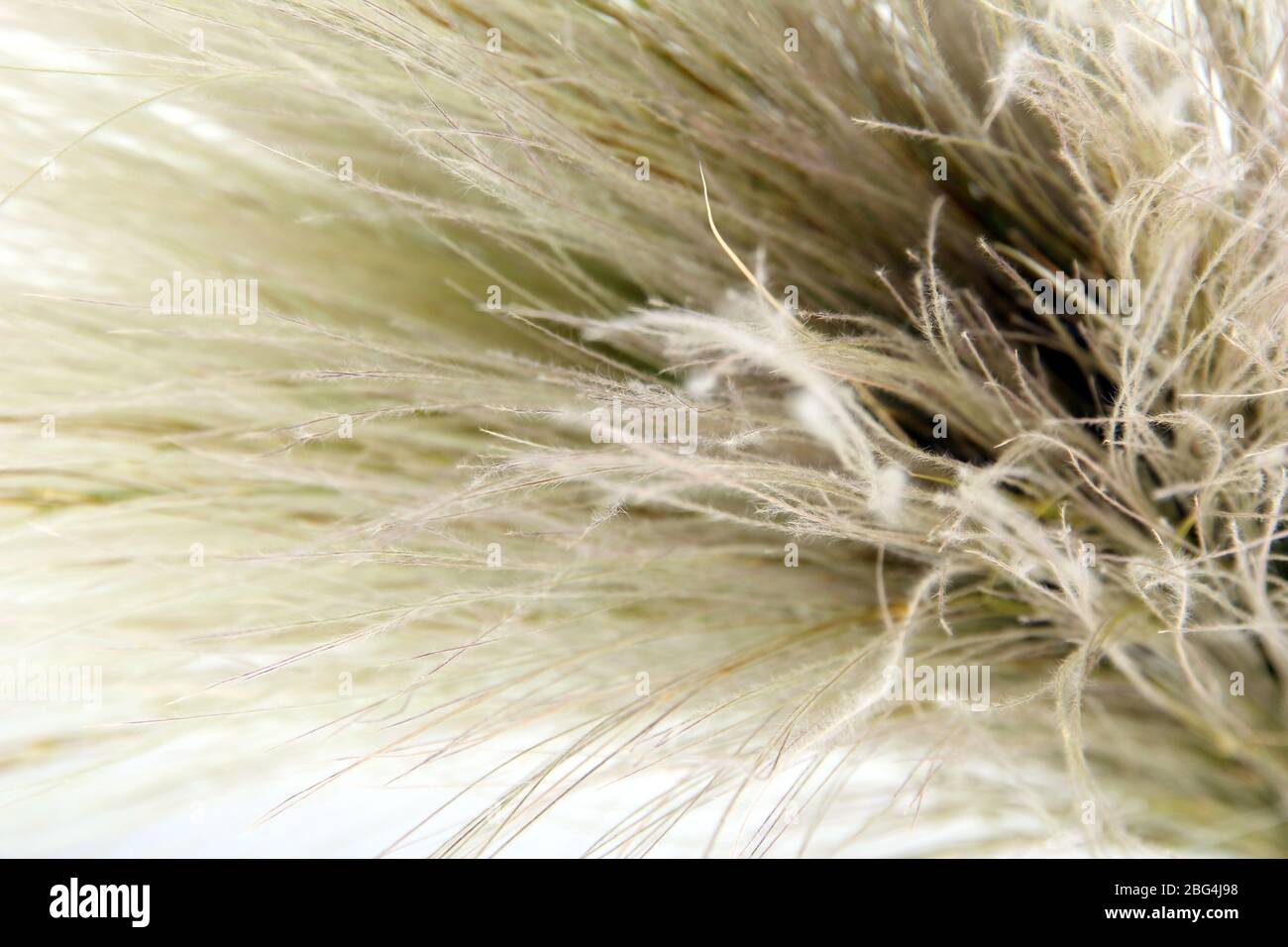 Feather Grass or Needle Grass, Nassella tenuissima, close up Stock Photo