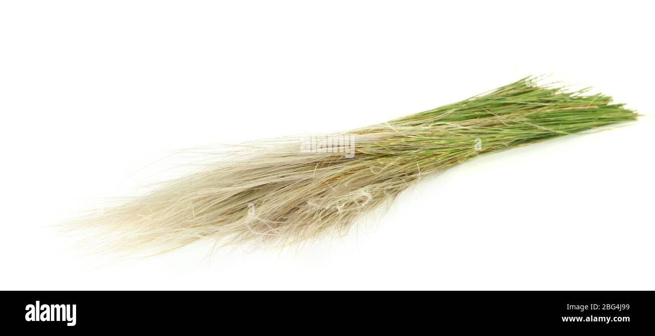 Feather Grass or Needle Grass, Nassella tenuissima isolated on white Stock Photo