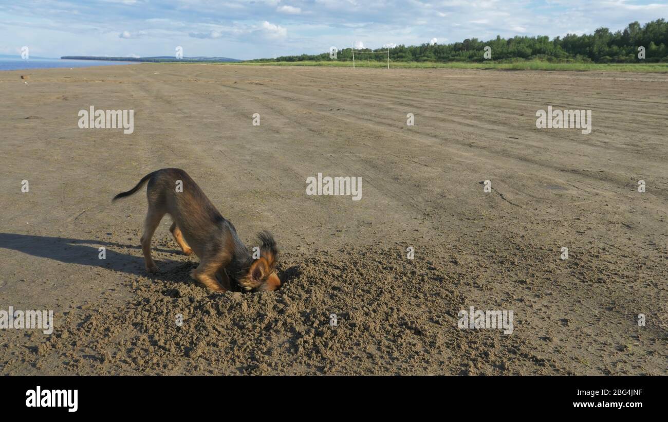 The dog digging a hole in the sand Stock Photo Alamy