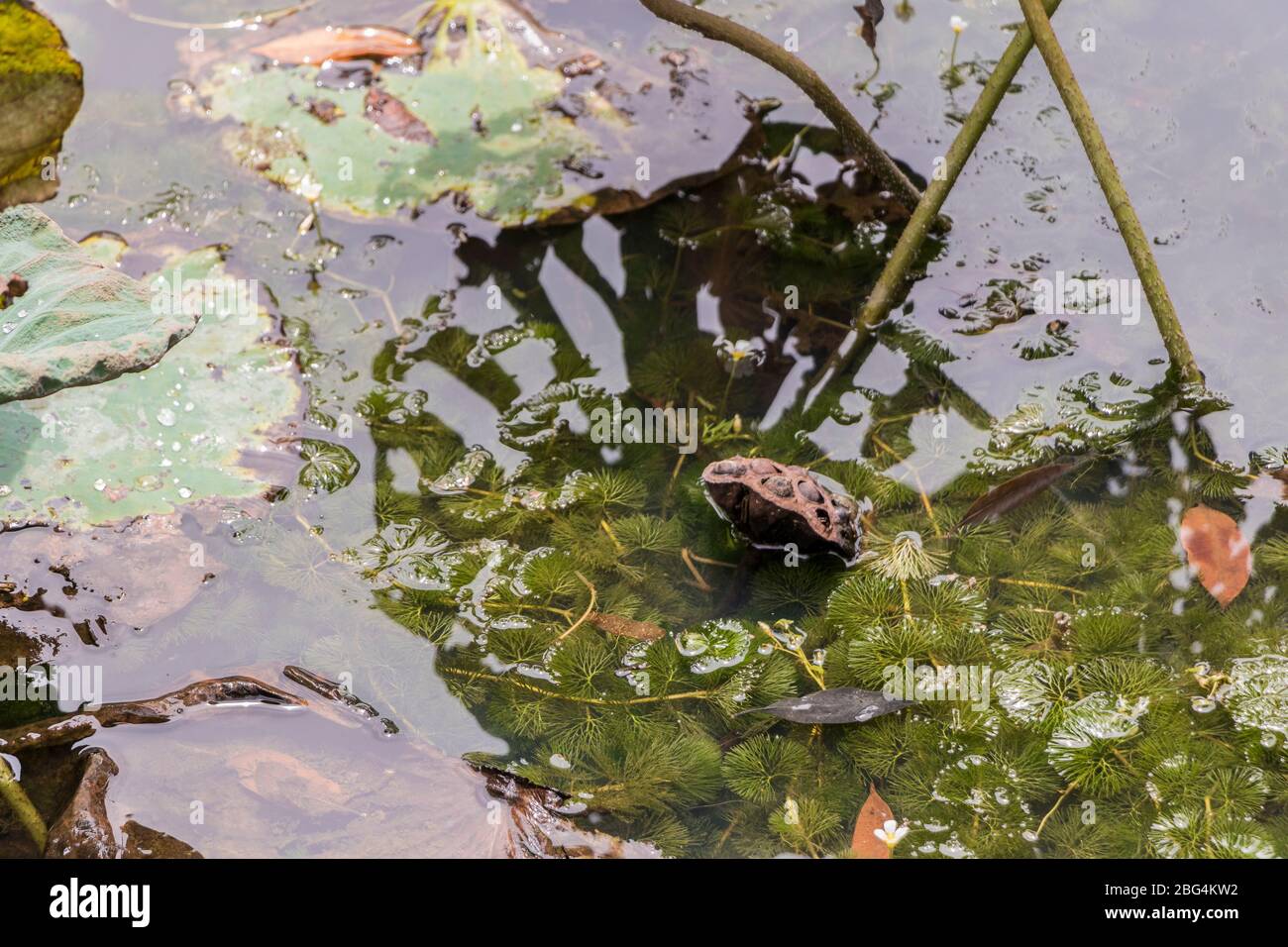 Dry tropical pond or lake with aquatic plants in the Perdana Botanical ...