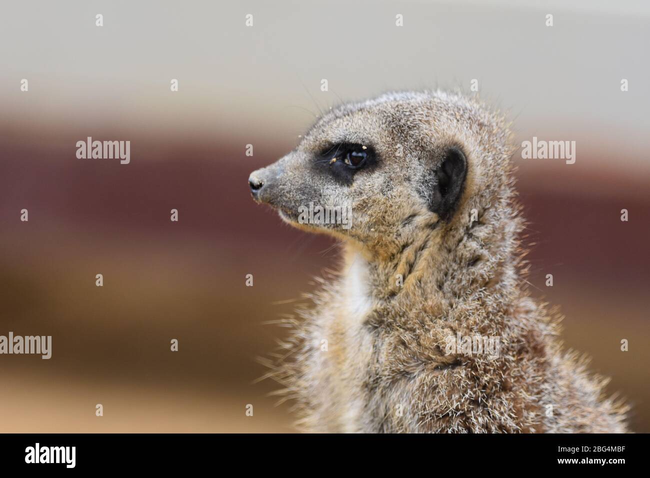 A single Meerkat at Noah's Ark Zoo Farm In Bristol Stock Photo Alamy