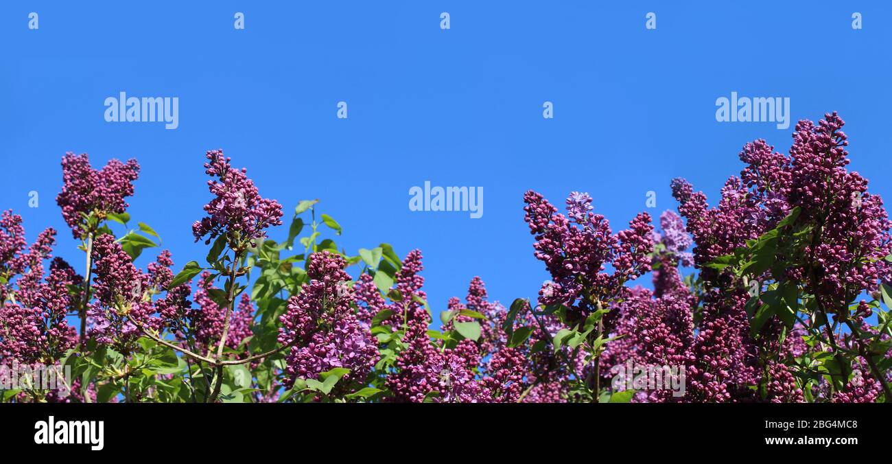 Banner format, panoramic view of the beautiful purple spring flowers of a Syringa shrub against a background of blue sky. Also known as common lilac. Stock Photo