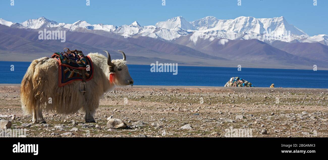 white yak in front of lake Namtso in Tibet Stock Photo