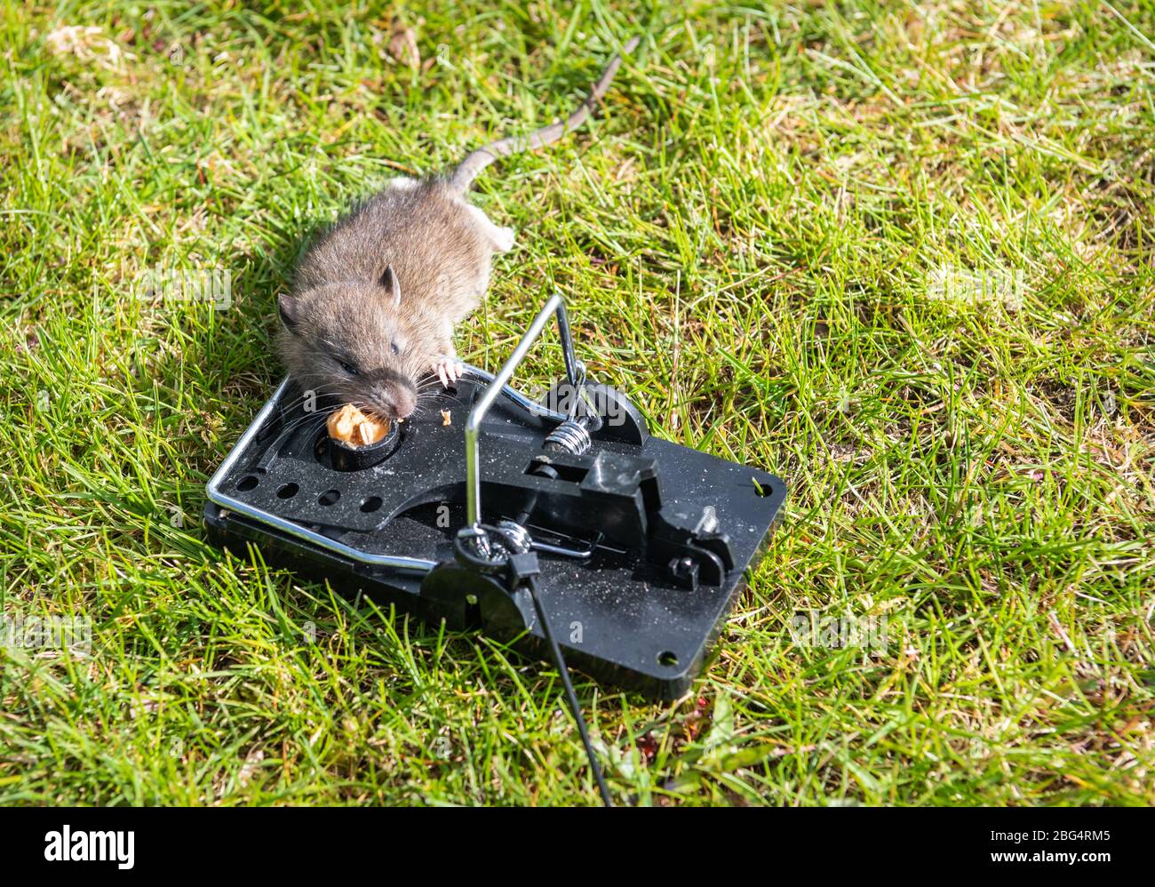 https://c8.alamy.com/comp/2BG4RM5/young-brown-rat-caught-in-a-trap-2BG4RM5.jpg