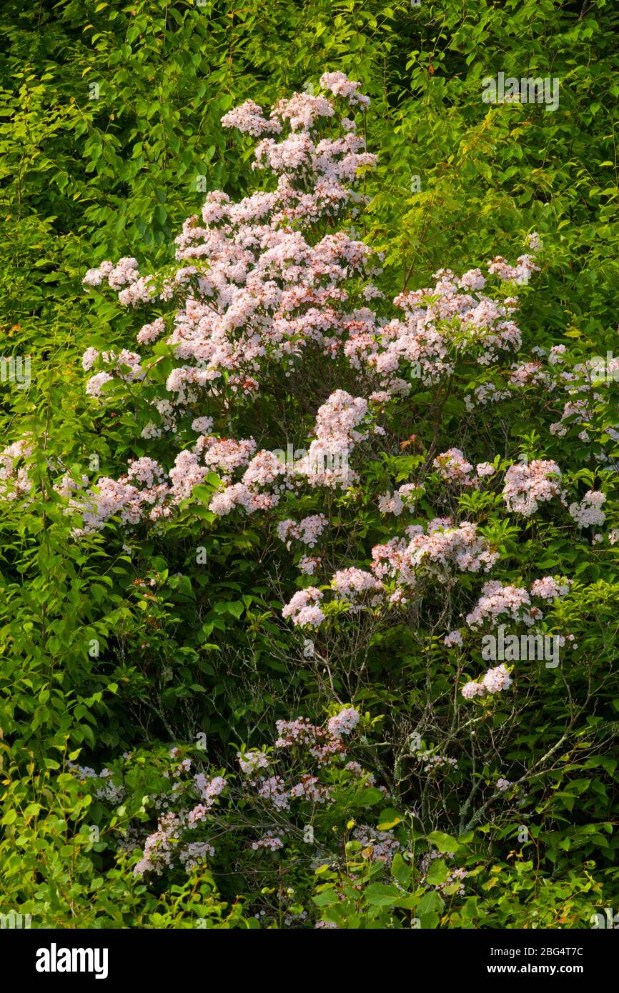 Mountain Laurel in bloom in Pennsylvania’s Pocono Mountains Stock Photo