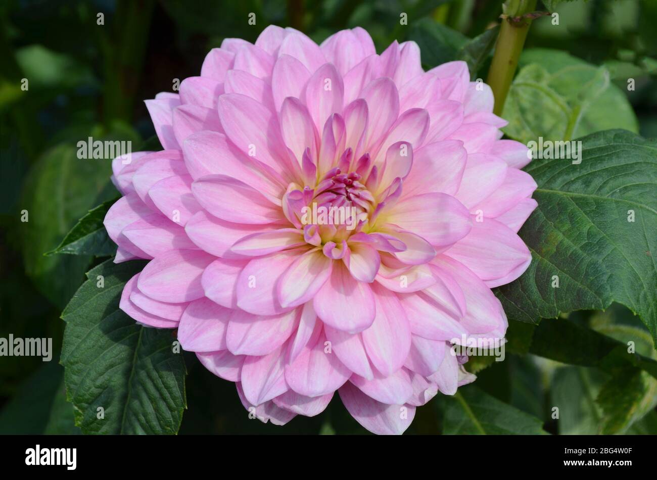 Dahlia pink flower. Beautiful pink color dahlia flowers. Beautiful pink peony dahlia in the