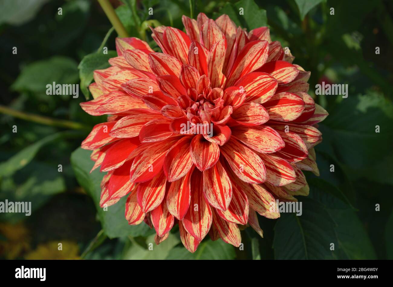 Pink white striped dahlia hi-res stock photography and images - Alamy