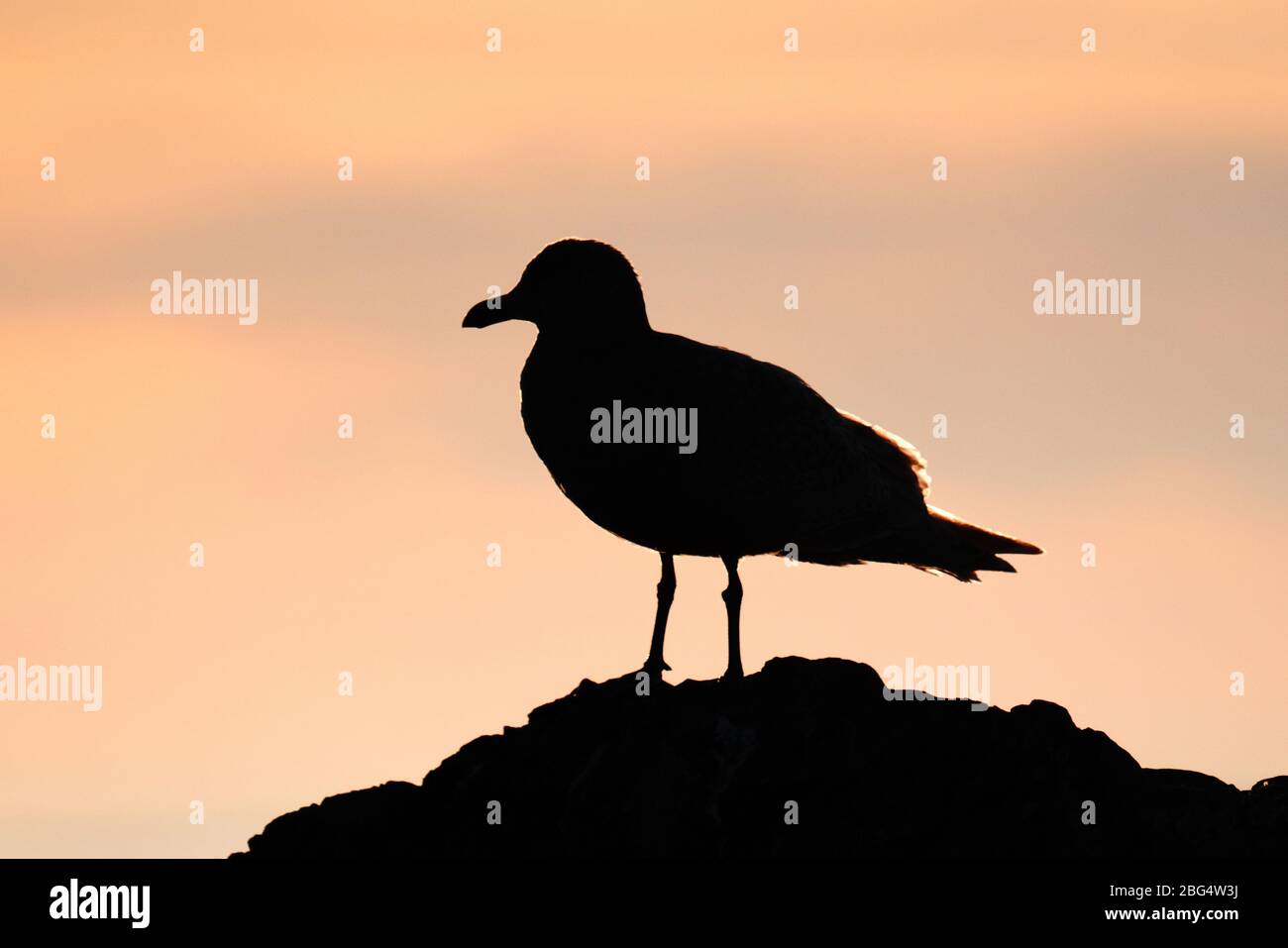 Side view silhouette of a sea gull at sunset on the Salish Sea Stock Photo