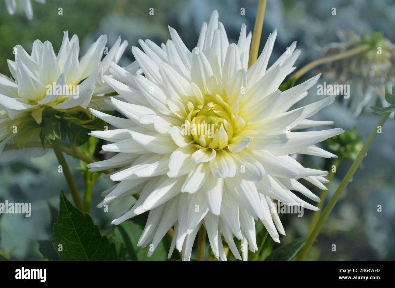 Dahlia with creamy white petals. Dahlia White star. White dahlias in the garden Stock Photo